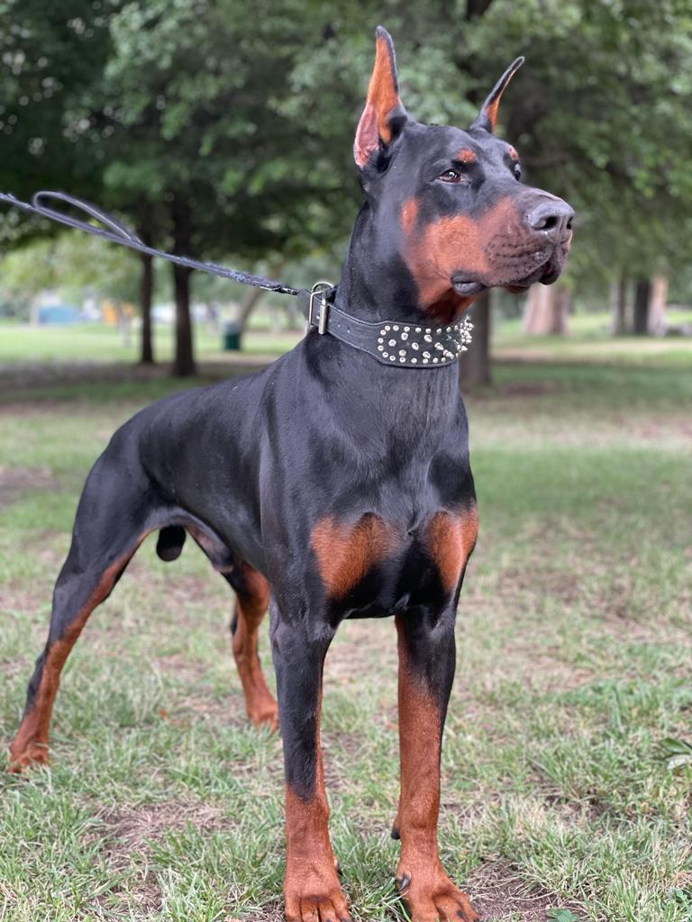 Meet Diablo our European Doberman Pinscher imported from Russia